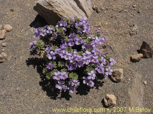 Viola cotyledon